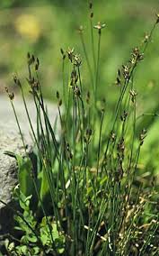 Attēlu rezultāti vaicājumam “Juncus alpinoarticulatus”