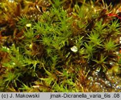Attēlu rezultāti vaicājumam “Dicranella varia”