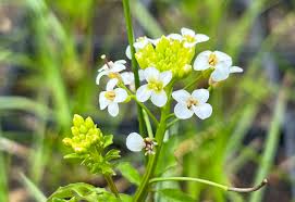 Image result for Brunnenkresse