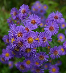Image result for Aster novi-belgii