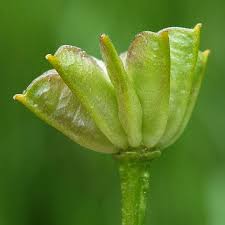 Attēlu rezultāti vaicājumam “Caltha palustris fruit”