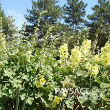 Image result for Alcea rugosa