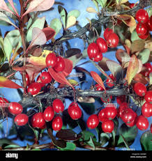 Attēlu rezultāti vaicājumam “Berberis thunbergii fruit”