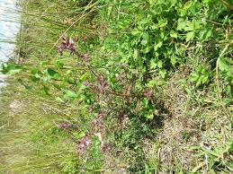 Attēlu rezultāti vaicājumam “Odontites vulgaris flower”