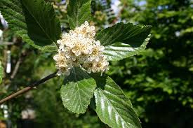 Attēlu rezultāti vaicājumam “Sorbus aria”