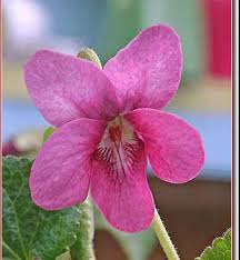 Attēlu rezultāti vaicājumam “Viola x williamsii flower”