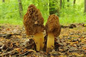 Attēlu rezultāti vaicājumam “Verpa bohemica”