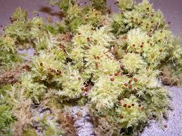 Attēlu rezultāti vaicājumam “Sphagnum centrale”