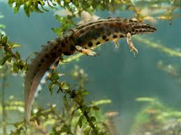 Attēlu rezultāti vaicājumam “Triturus vulgaris”