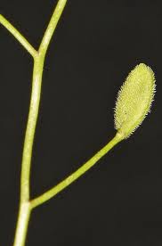 Attēlu rezultāti vaicājumam “Draba nemorosa”