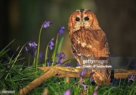 Attēlu rezultāti vaicājumam “Strix aluco female”