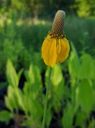 Image result for Ratibida columnifera