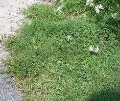 Attēlu rezultāti vaicājumam “Agrostis stolonifera subsp. straminea”