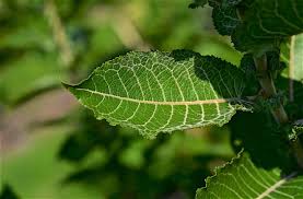 Attēlu rezultāti vaicājumam “Salix caprea leaf”