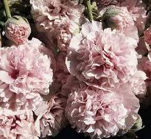 Image result for Alcea rosea `Appleblossom`