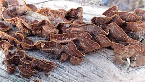 Attēlu rezultāti vaicājumam “Hymenochaete rubiginosa”