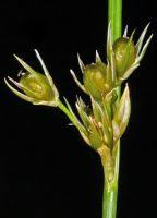 Attēlu rezultāti vaicājumam “Juncus filiformis”