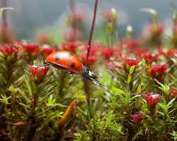 Attēlu rezultāti vaicājumam “Cirriphyllum piliferum sporophyte”