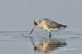 Attēlu rezultāti vaicājumam “Limosa lapponica”