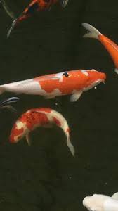 Image result for Cyprinus rubrofuscus