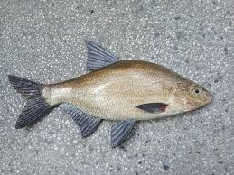 Image result for Abramis brama