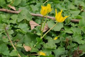 Attēlu rezultāti vaicājumam “Ficaria verna”