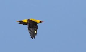 Attēlu rezultāti vaicājumam “Oriolus oriolus male”