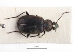 Attēlu rezultāti vaicājumam “Pterostichus aterrimus”