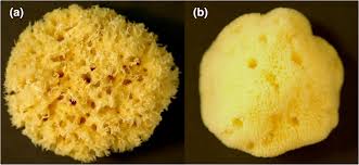 Attēlu rezultāti vaicājumam “Spongia”