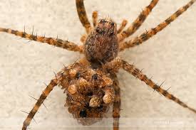 Attēlu rezultāti vaicājumam “Lycosidae”