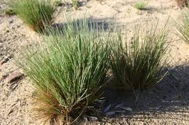 Attēlu rezultāti vaicājumam “Corynephorus canescens flower”