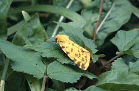 Attēlu rezultāti vaicājumam “Rhyparia purpurata”