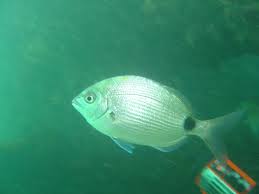 Image result for Diplodus capensis