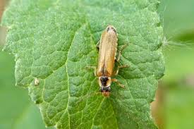 Attēlu rezultāti vaicājumam “Cantharidae”