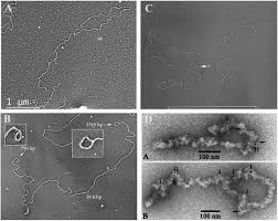 Image result for the end of the t-loop structure