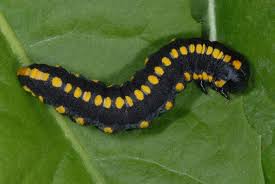 Attēlu rezultāti vaicājumam “Cucullia lucifuga”