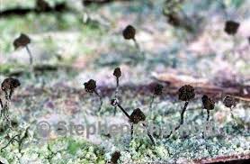 Attēlu rezultāti vaicājumam “Chaenotheca trichialis”