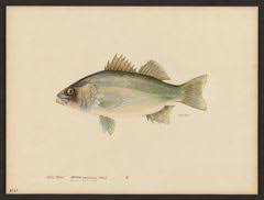 Image result for Morone americana