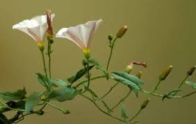 Attēlu rezultāti vaicājumam “Convolvulaceae”