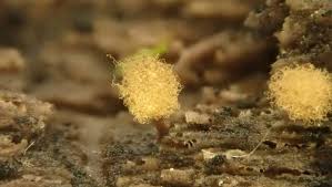 Attēlu rezultāti vaicājumam “Trichia decipiens”