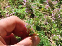 Attēlu rezultāti vaicājumam “Thymus pulegioides fruit”