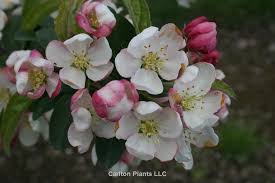 Attēlu rezultāti vaicājumam “Malus x zumi”