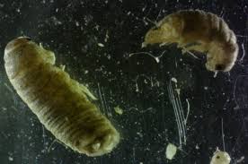 Attēlu rezultāti vaicājumam “Lycogala botrydium”