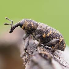 Attēlu rezultāti vaicājumam “Hylobius abietis”