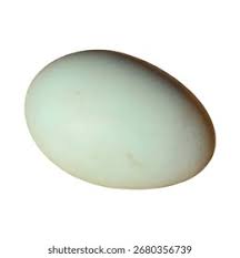 Attēlu rezultāti vaicājumam “Anas platyrhynchos eggs”