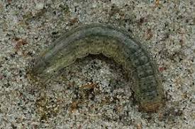 Attēlu rezultāti vaicājumam “Agrotis ripae”