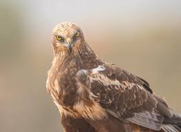 Attēlu rezultāti vaicājumam “Circus aeruginosus”