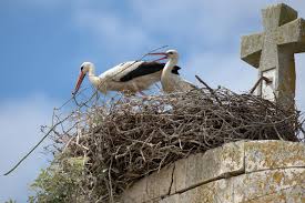 Attēlu rezultāti vaicājumam “Ciconia ciconia nest”