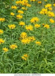 Attēlu rezultāti vaicājumam “Inula salicina leaf”