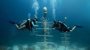 Image result for Splash Divers Sub Sub Aqua Club